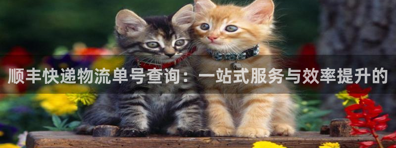 自行车多多28是什么意思:顺丰快递物