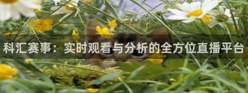 熊猫足球直播平台